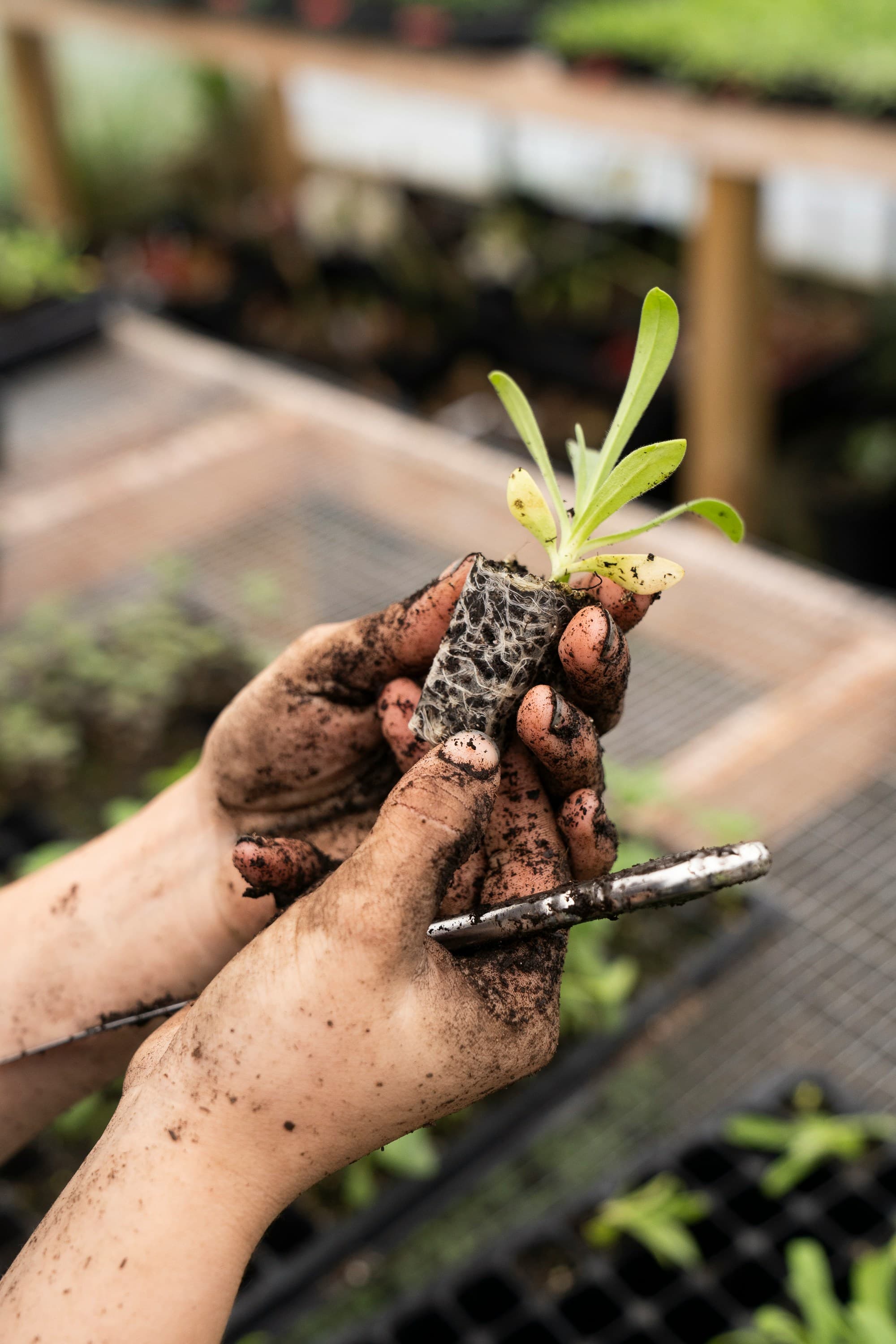 The Importance of Root Zone Health in Agriculture
