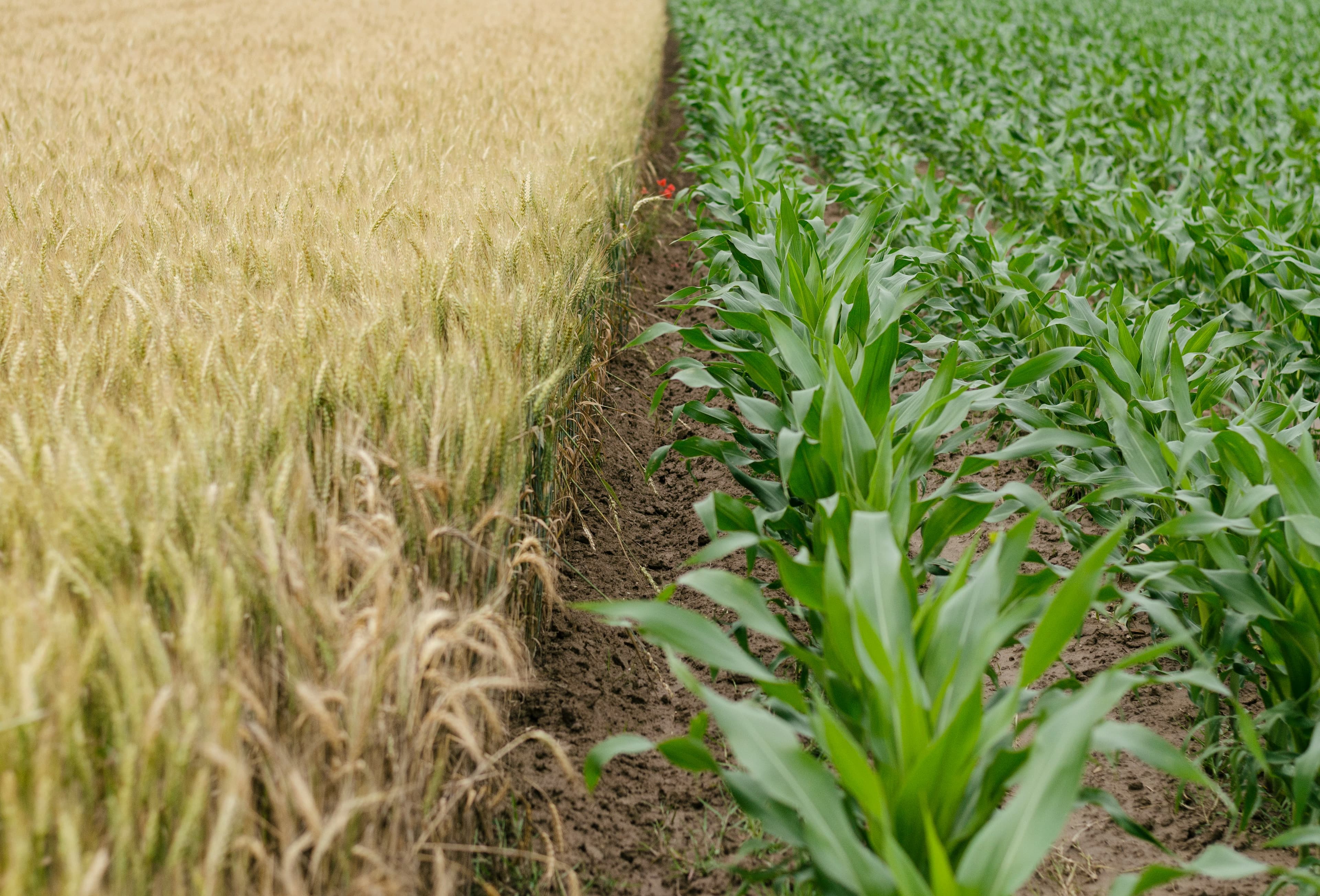 Soil management visual 2