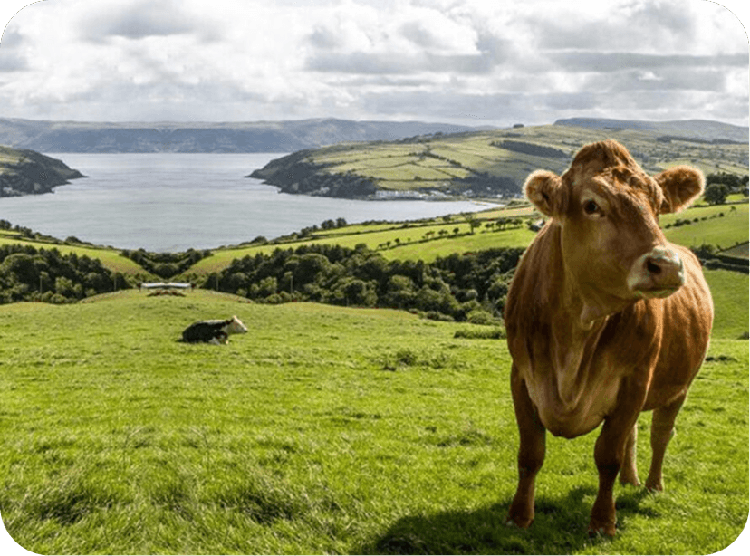 The Farmers Sentiment Darkens Hopes Fade