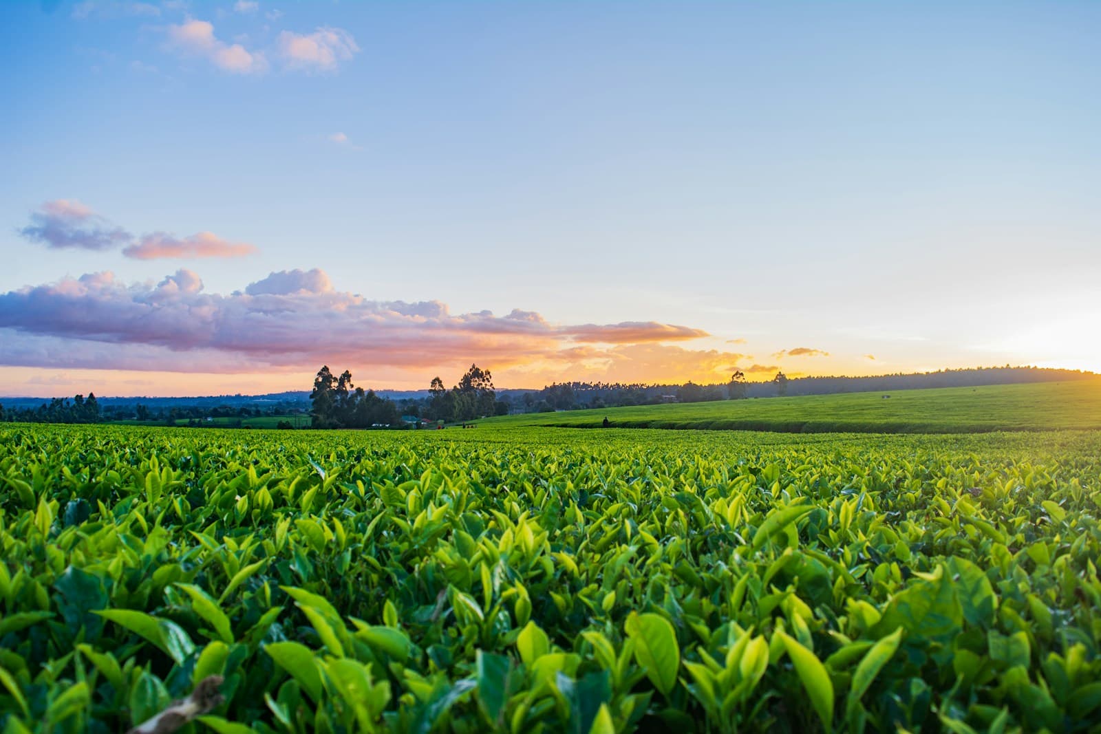 Understanding the Amazing Green Product Range: When to Use Each Product