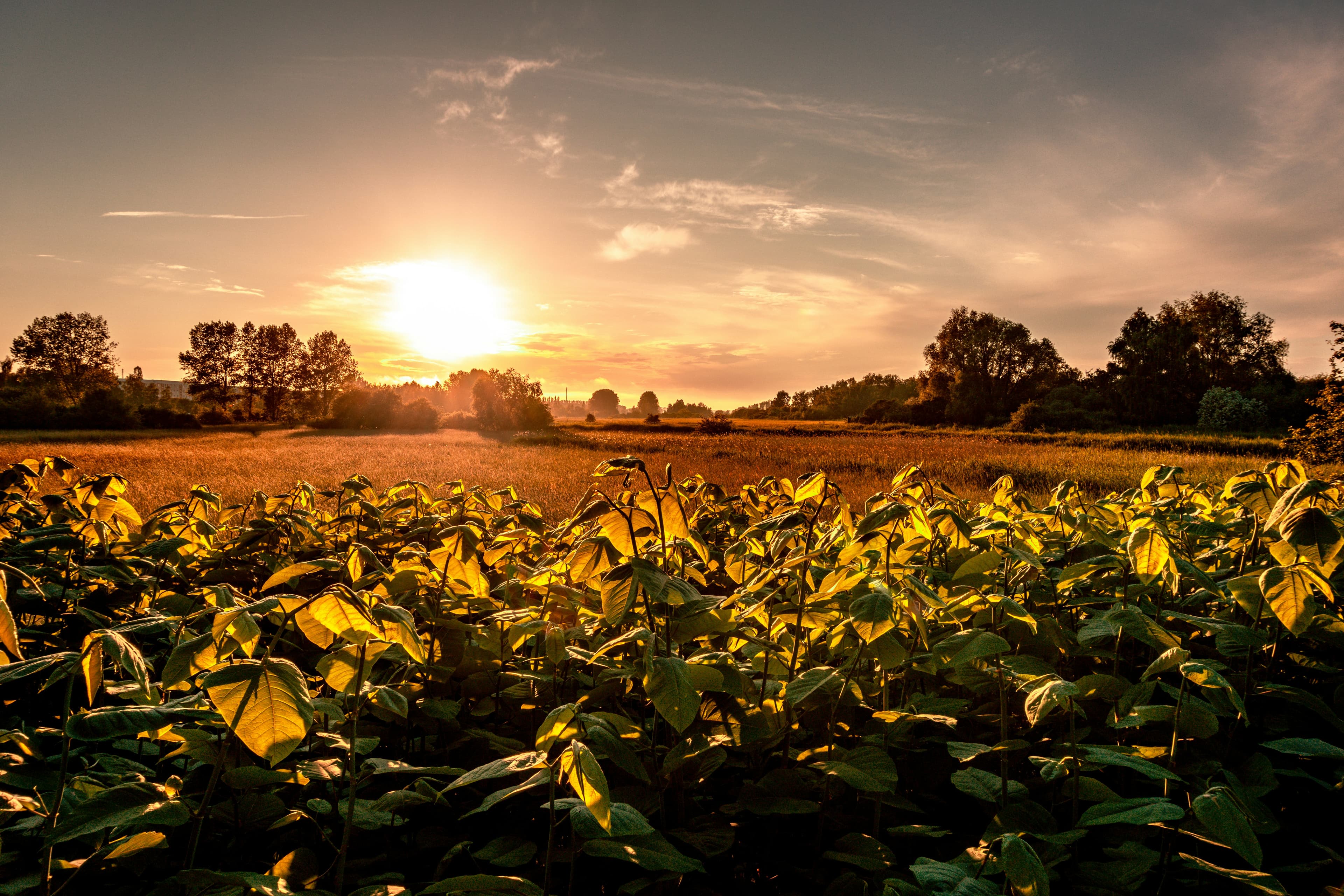 Why Balanced Plant Nutrition Matters in Agriculture visual 2
