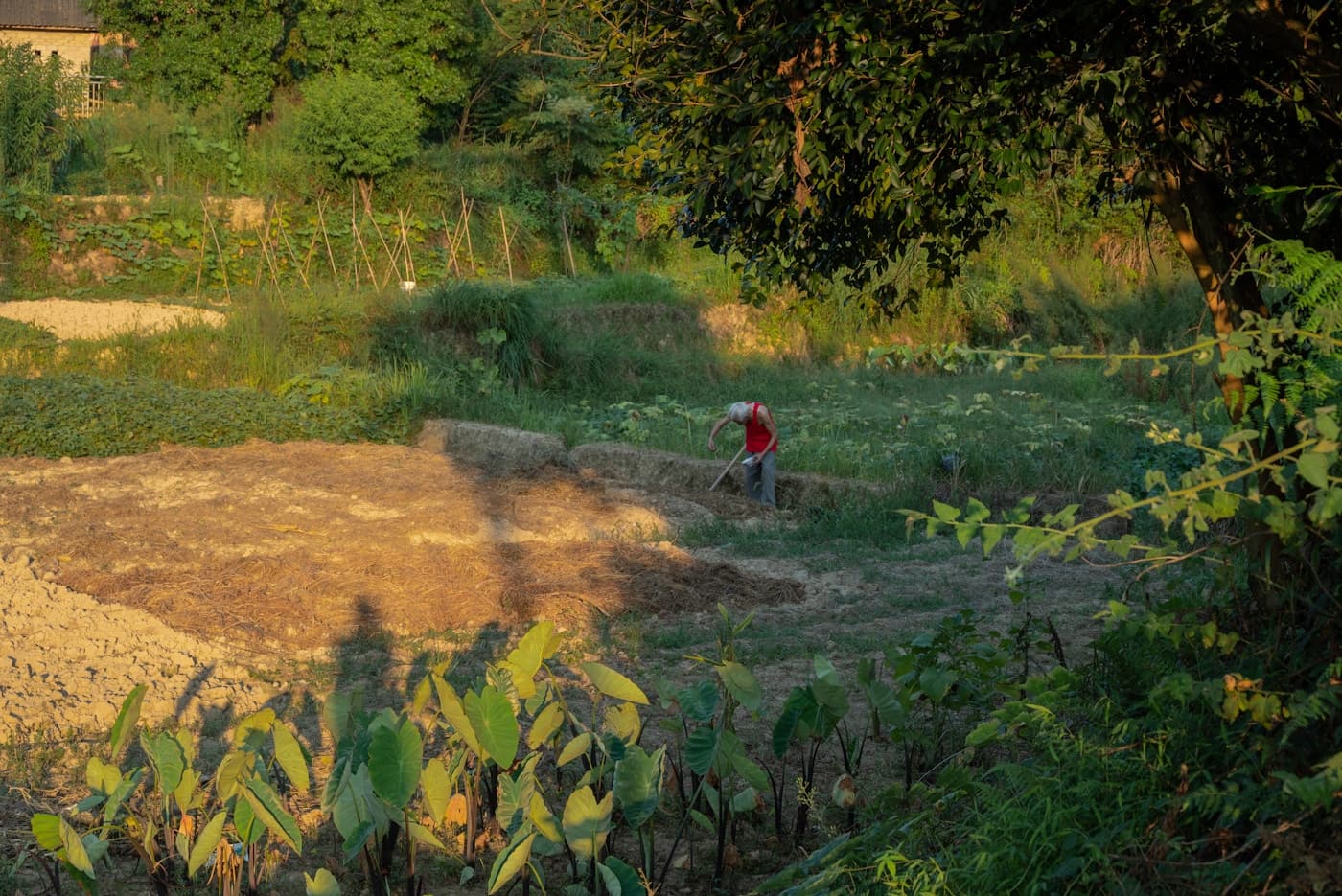 Common Crop Nutrition Mistakes Farmers Should Avoid visual 1