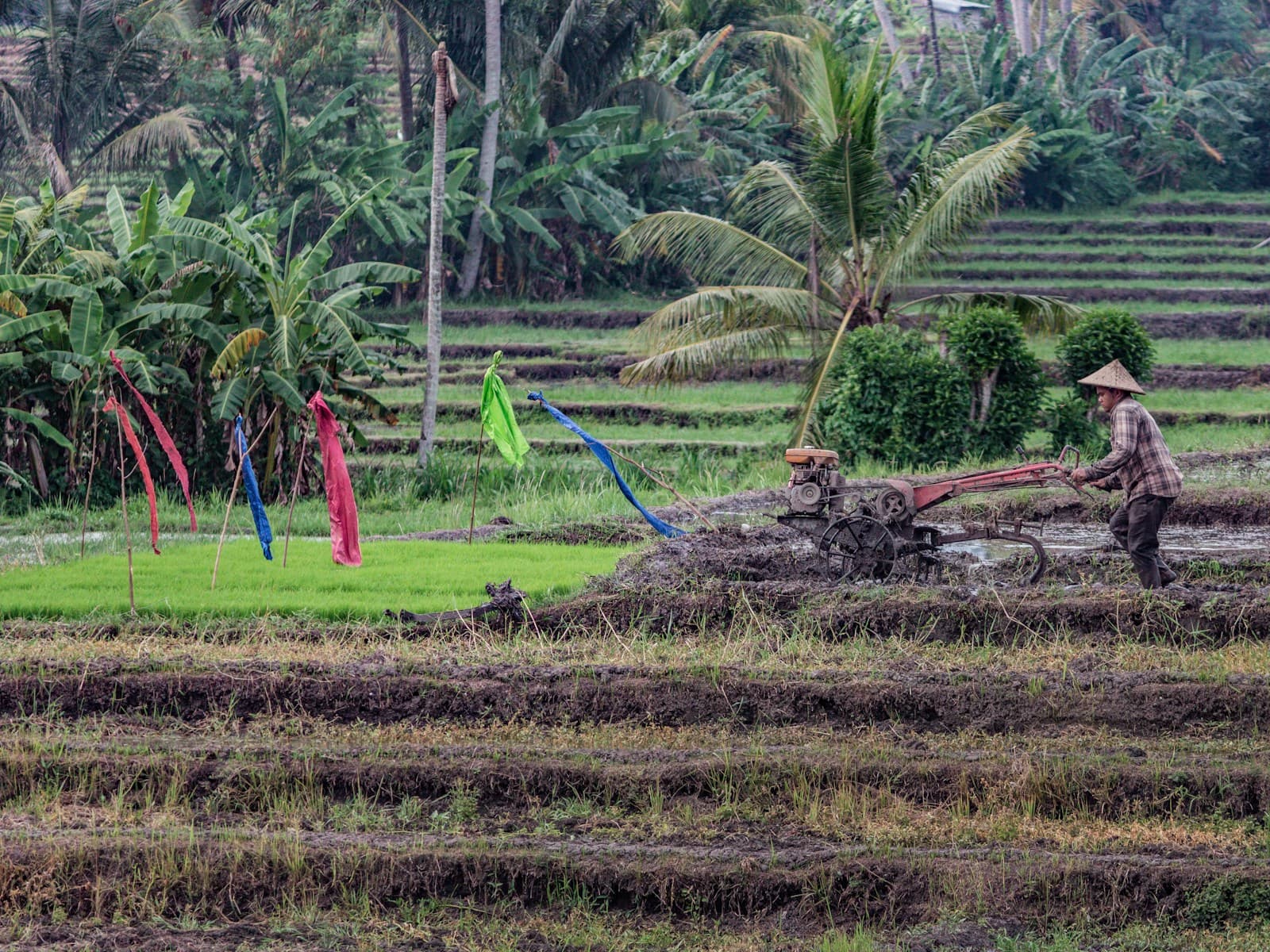 Understanding Crop Growth Stages in Agriculture