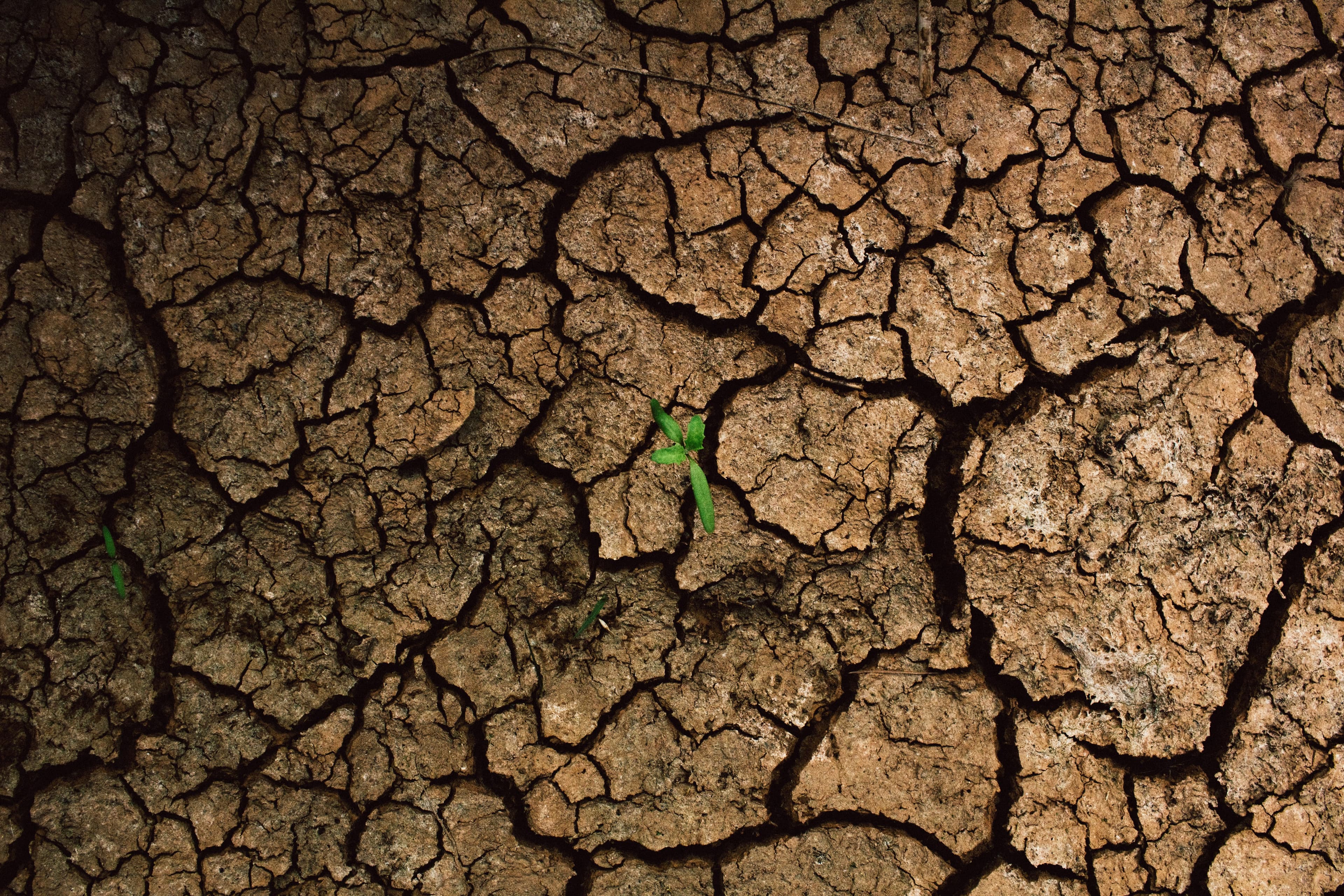 How Environmental Conditions Affect Crop Growth visual 2