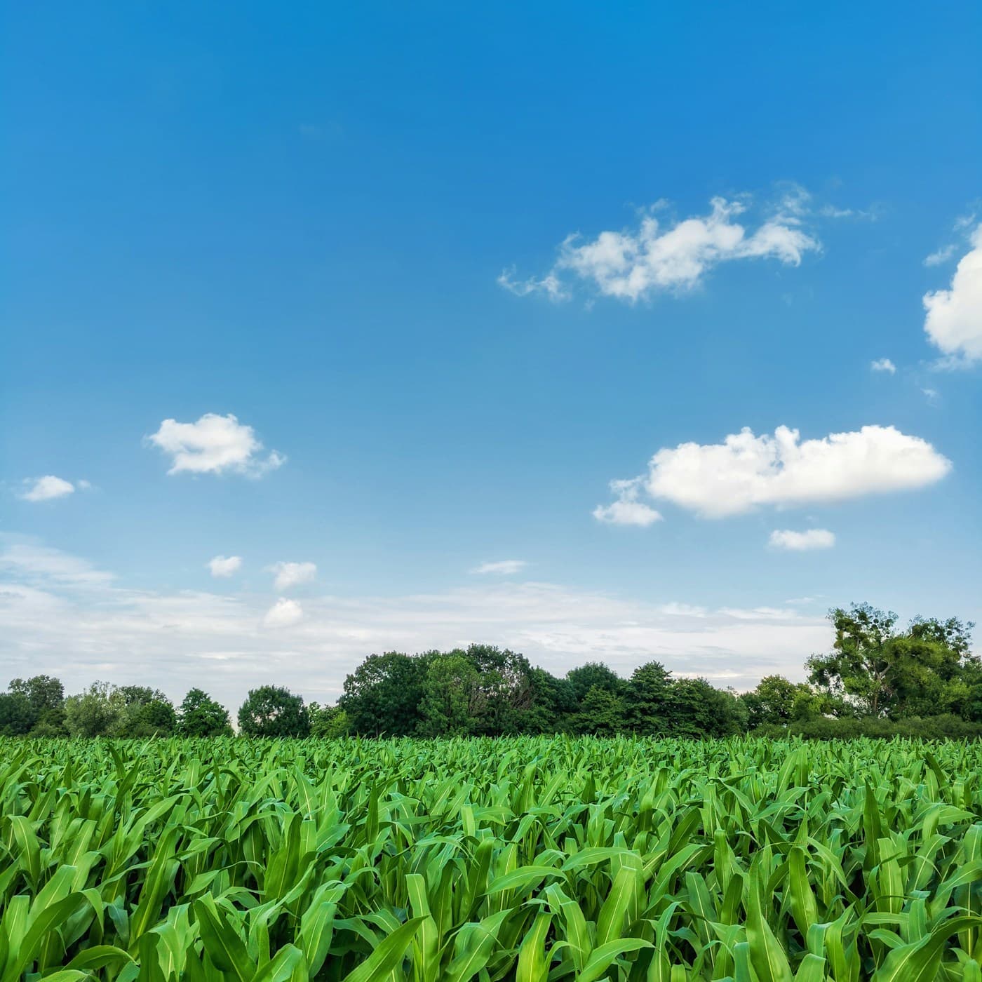 Foliar vs Soil Application: Which Method Works Best? visual 1