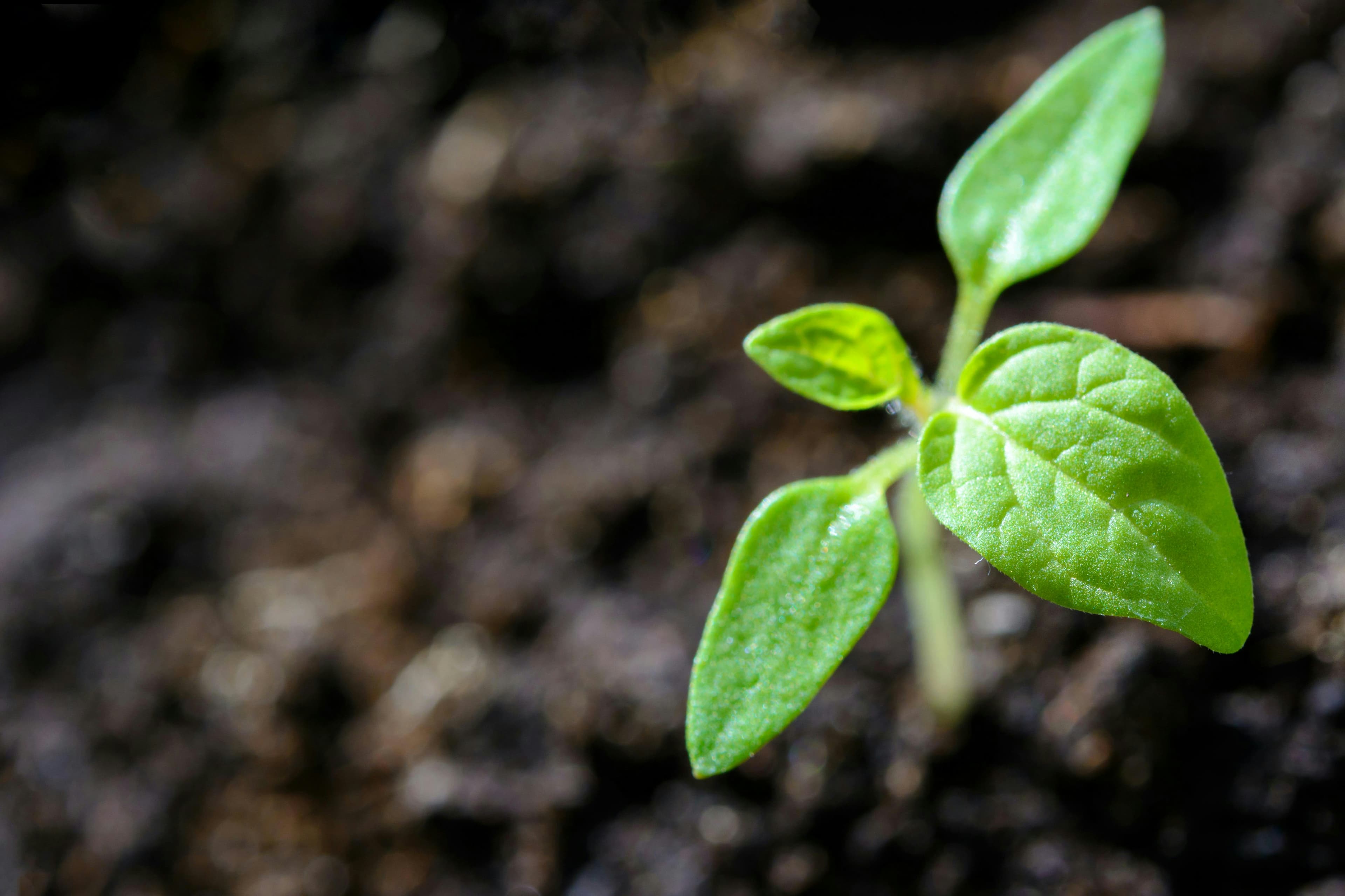 Practical Tips for Maintaining Healthy Crops Throughout the Growing Season