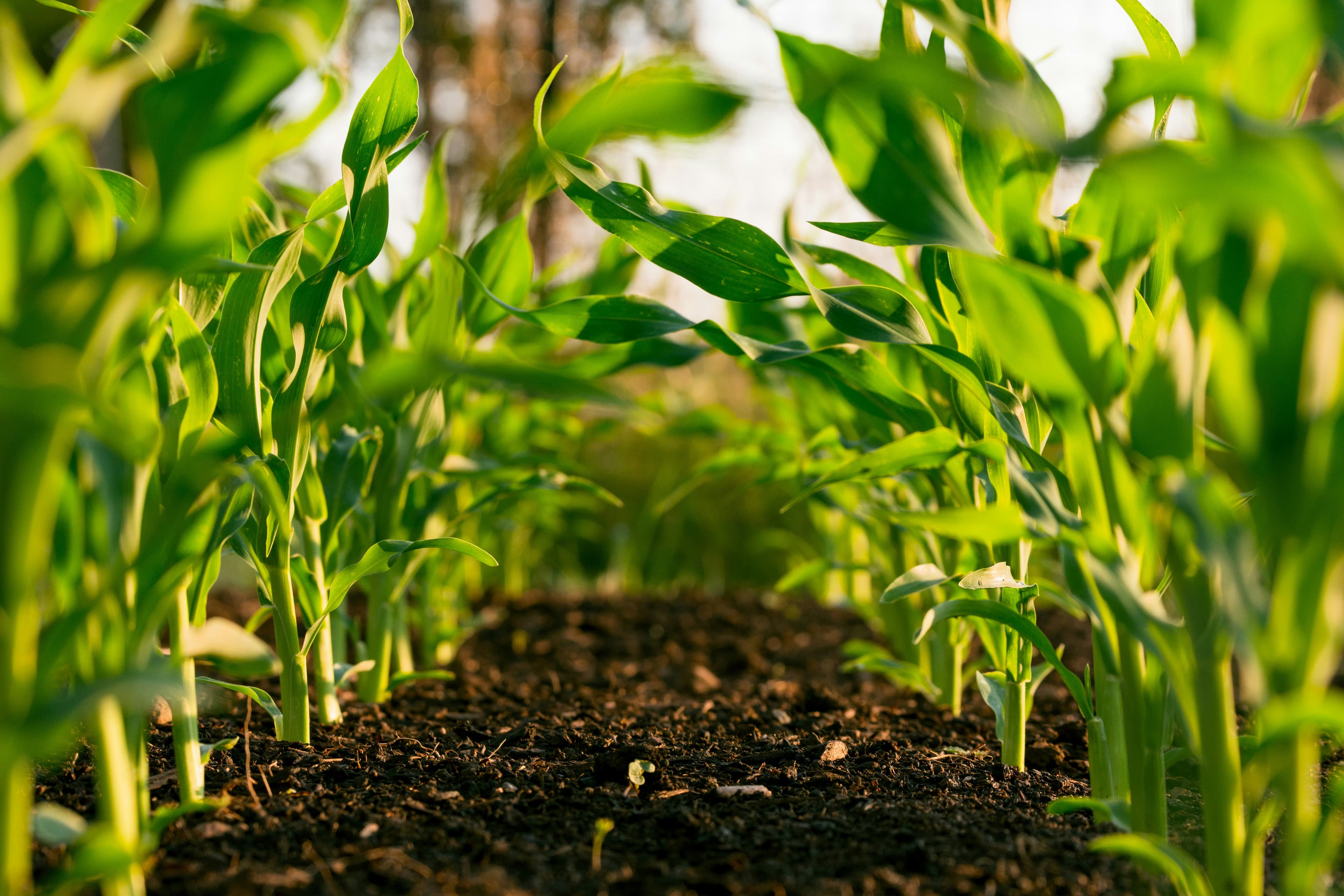 Practical Tips for Maintaining Healthy Crops Throughout the Growing Season visual 1