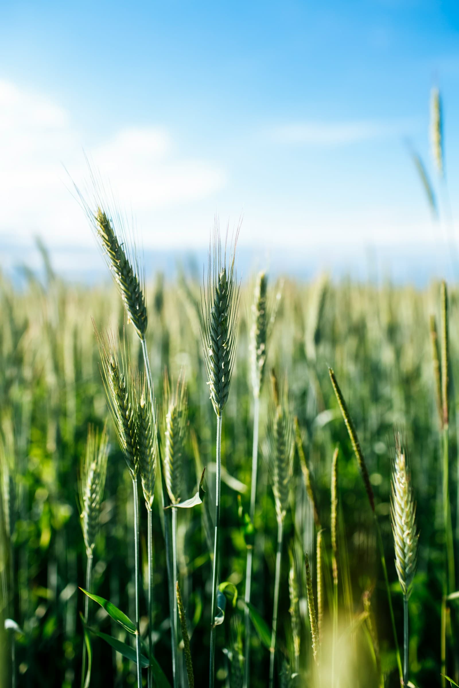 Understanding Plant Stress and Supporting Crop Resilience