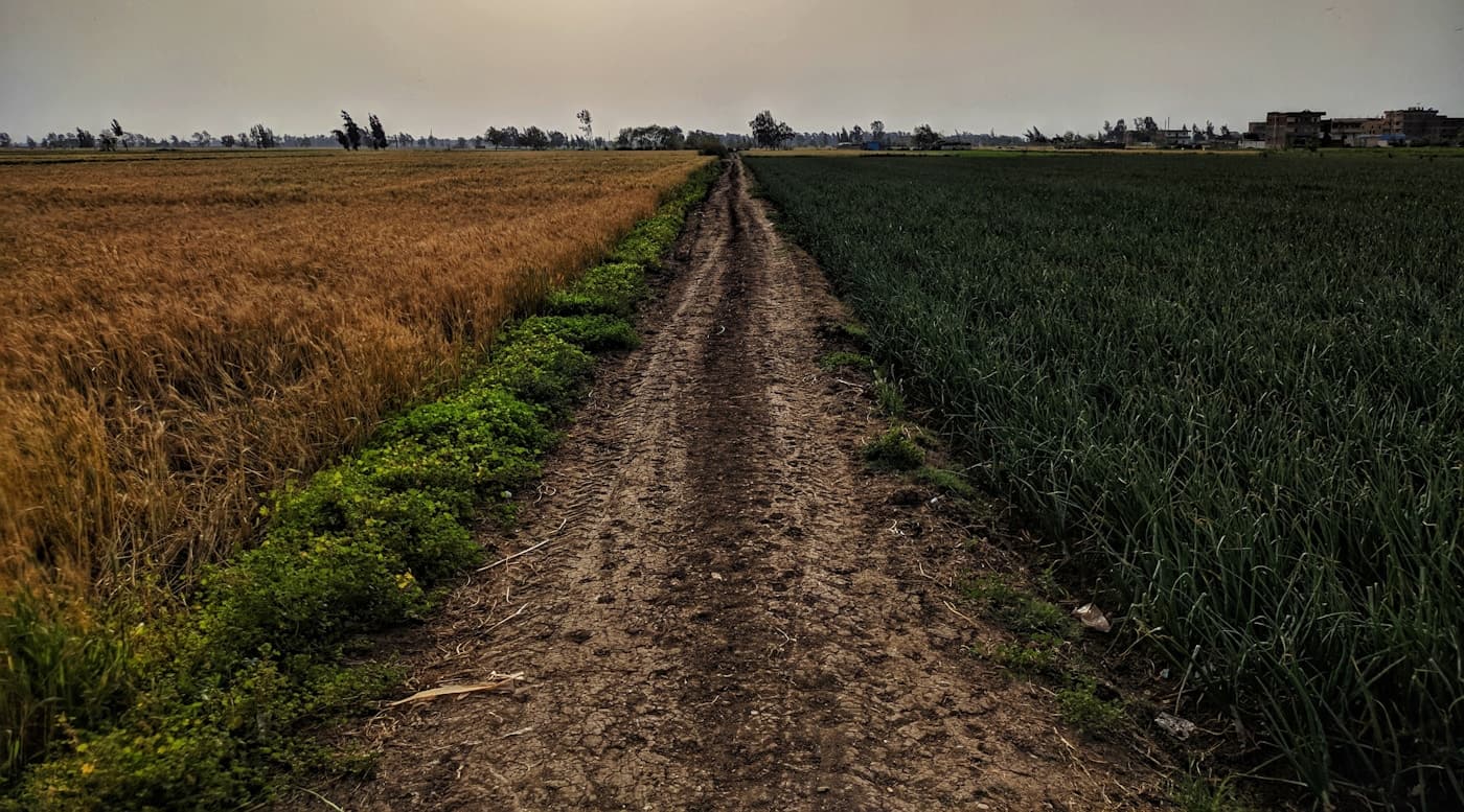 Why Soil Conditioning Matters for Long-Term Crop Productivity visual 2