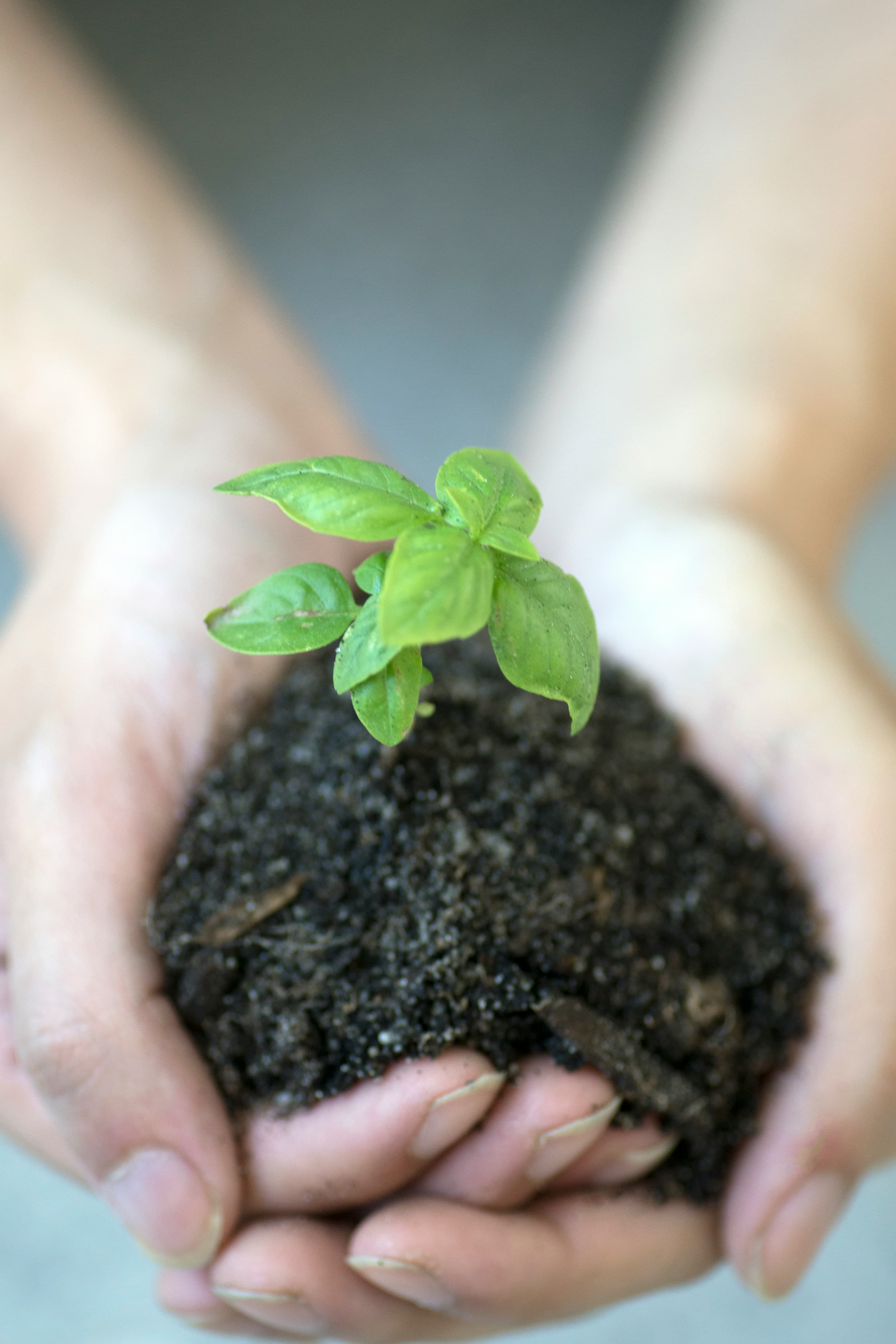 Understanding Soil Fertility and Nutrient Availability