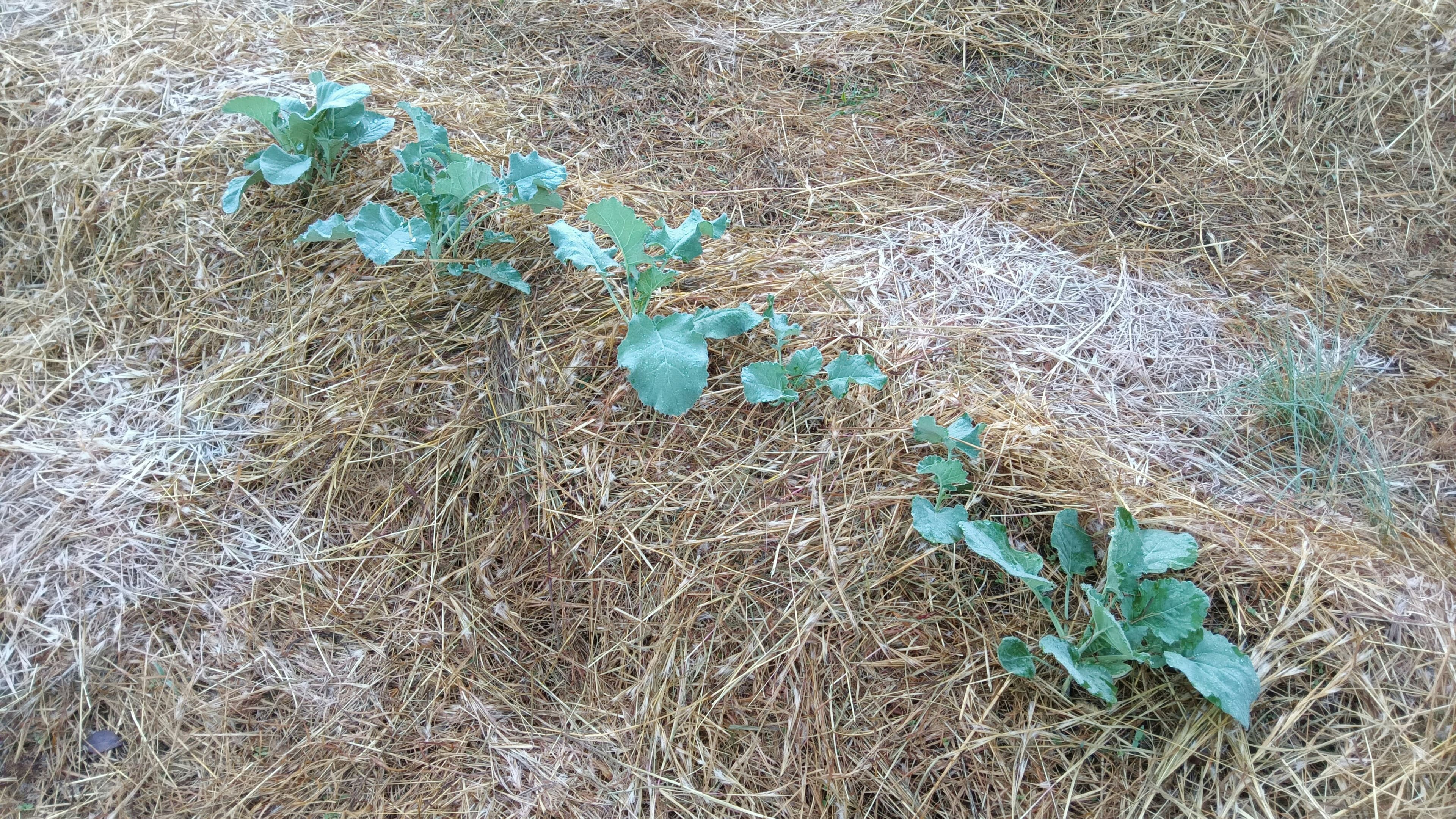 Understanding Soil Fertility and Nutrient Availability visual 1