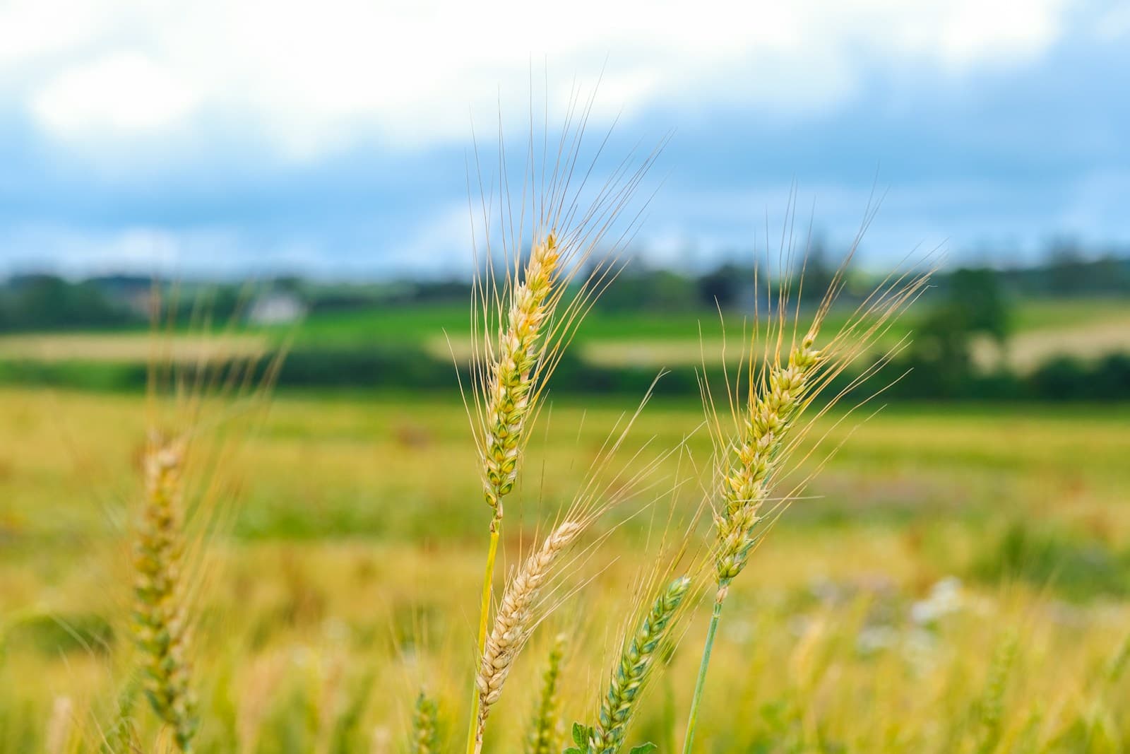 How Farmers Improve Crop Yield Through Better Soil Management visual 1