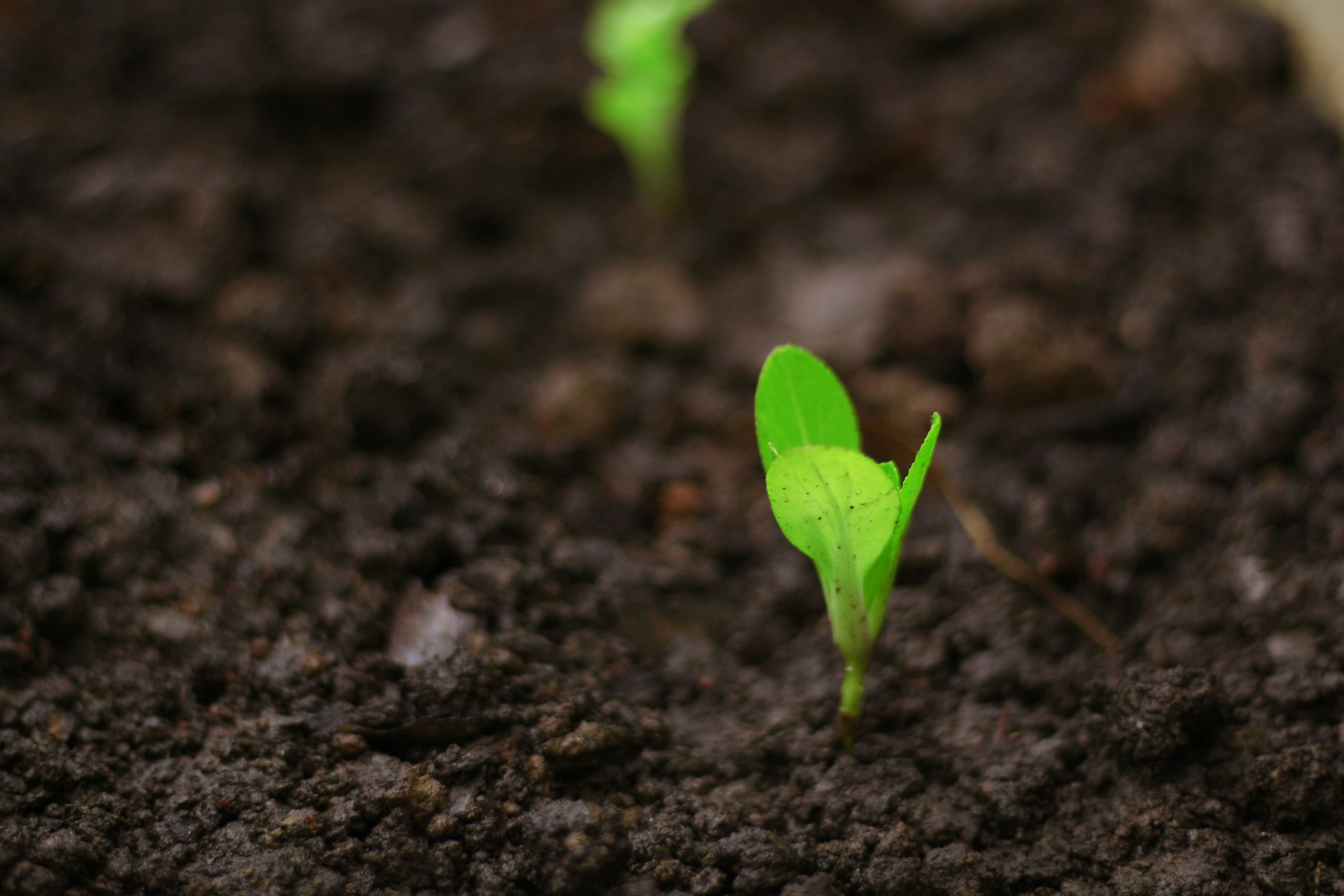 Sustainable Agriculture: Protecting Soil for Future Generations