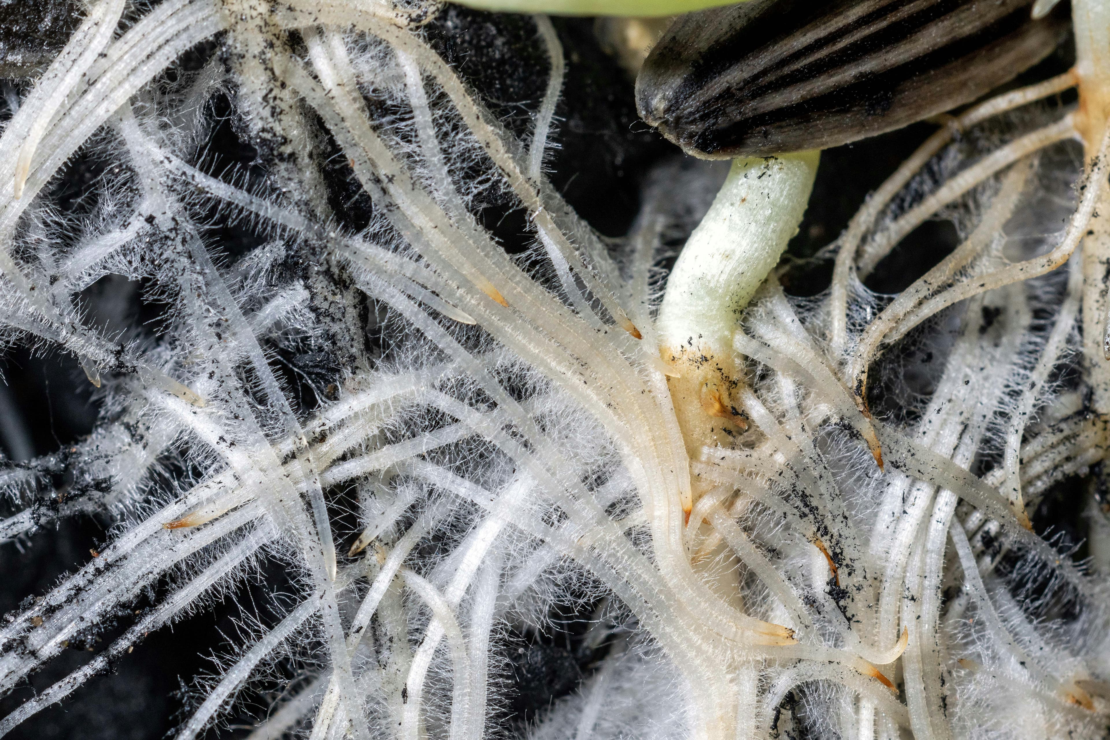 Sustainable Agriculture: Protecting Soil for Future Generations visual 2