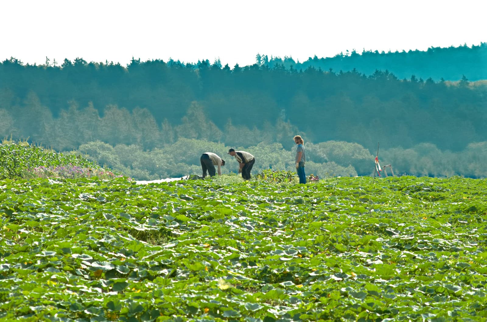 Tea & Plantation Crops: Supporting Long-Term Soil Health