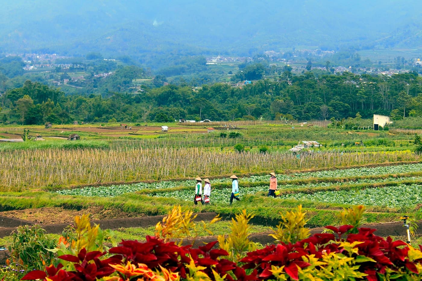 Tea & Plantation Crops: Supporting Long-Term Soil Health visual 1