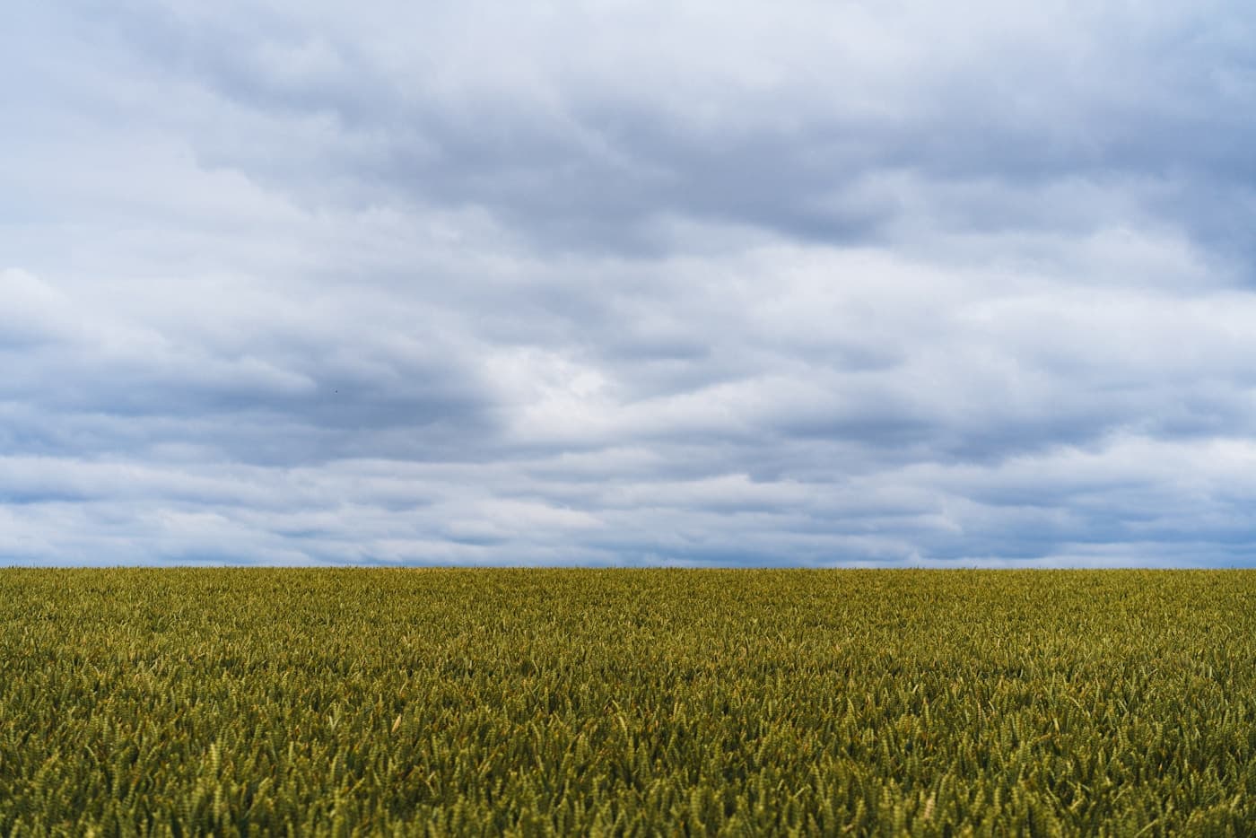 Tea & Plantation Crops: Supporting Long-Term Soil Health visual 2