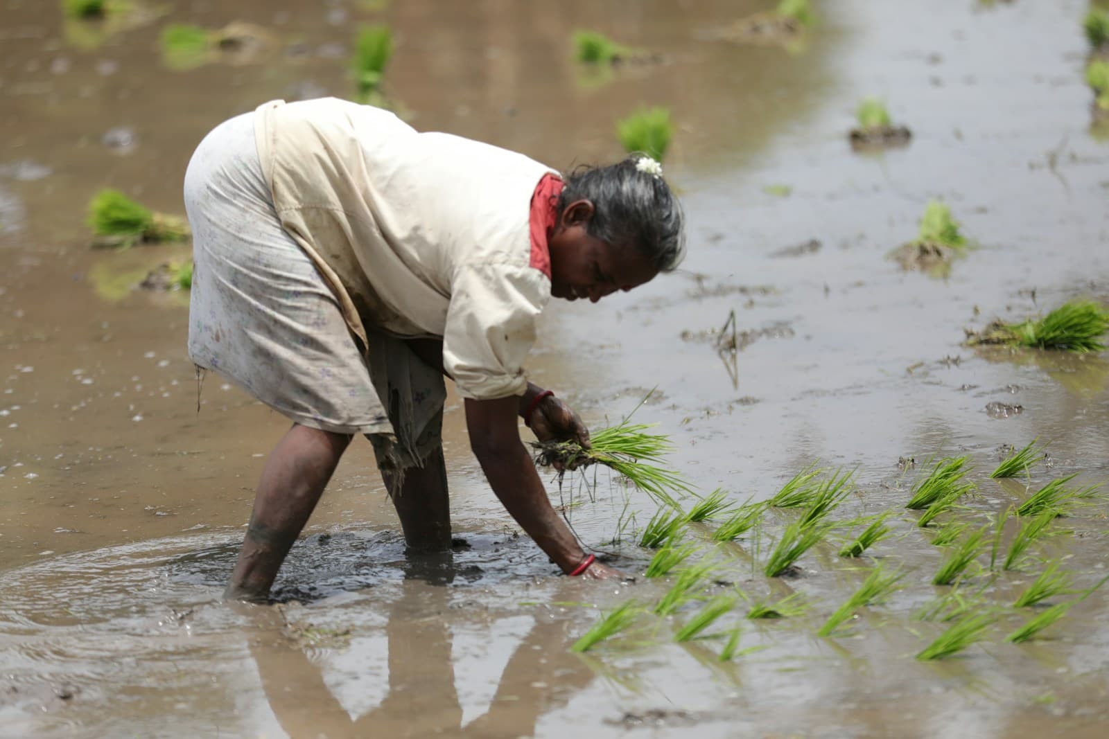 Vegetable Crop Nutrition: Supporting Healthy Growth and Yield