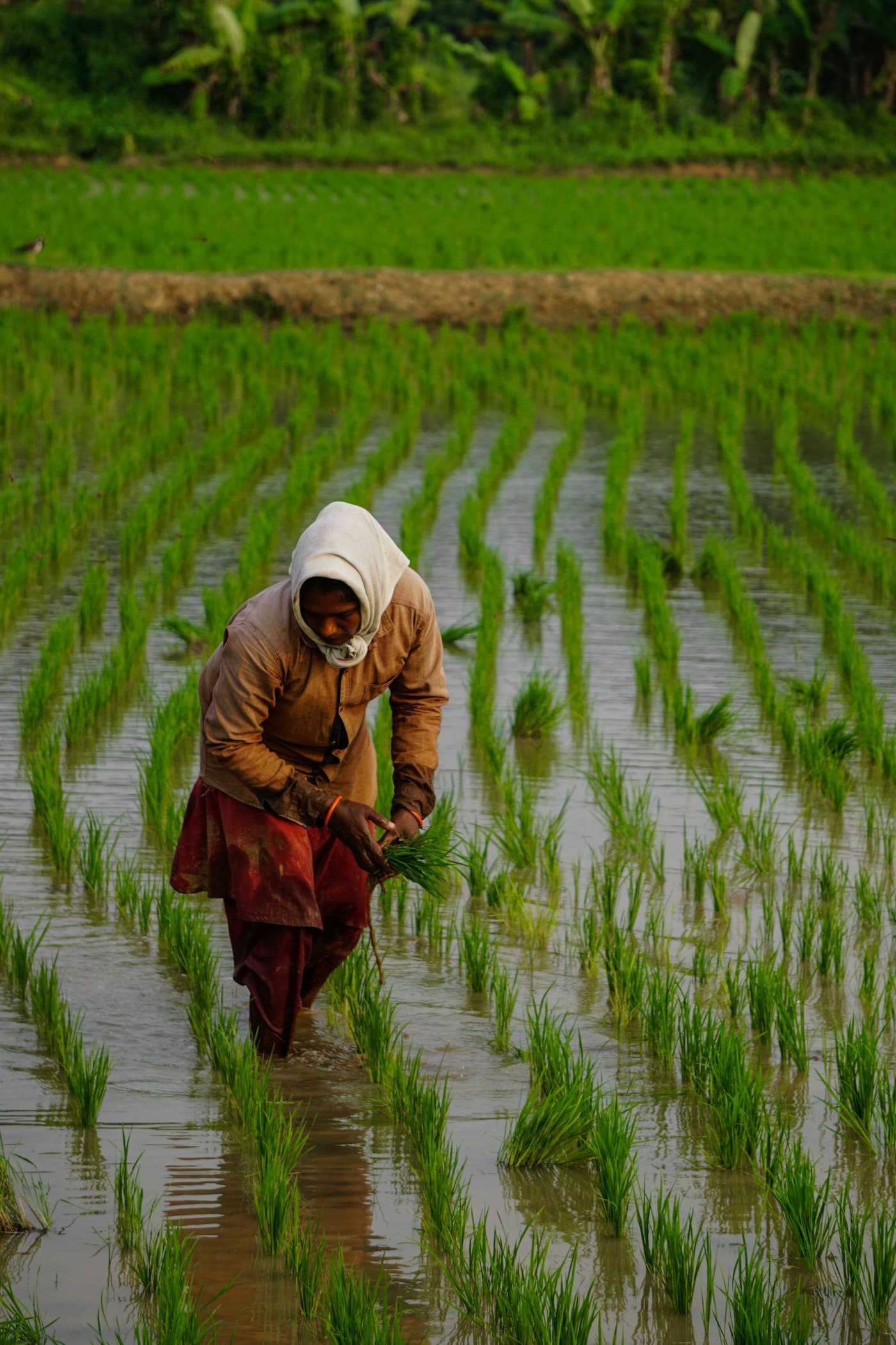 Vegetable Crop Nutrition: Supporting Healthy Growth and Yield visual 1