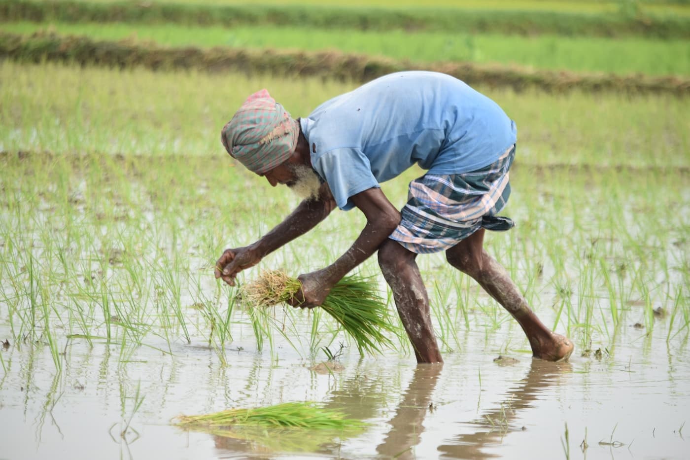 Vegetable Crop Nutrition: Supporting Healthy Growth and Yield visual 2