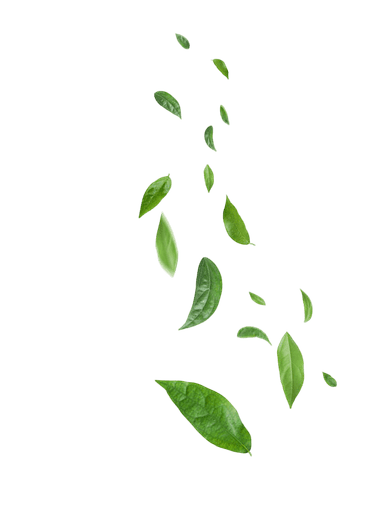 Leaves Decoration
