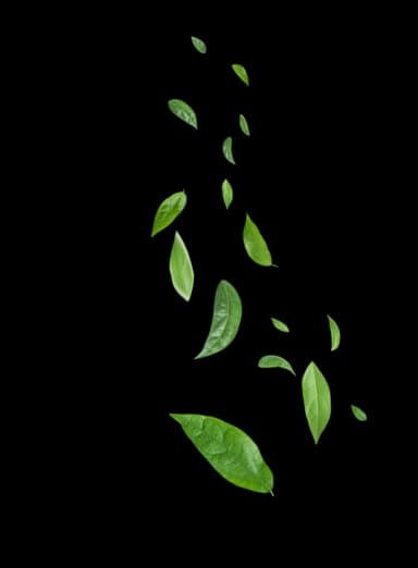 Leaves Decoration