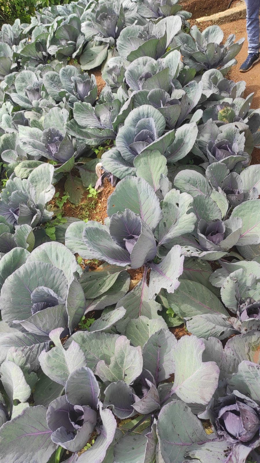 Grow image 1