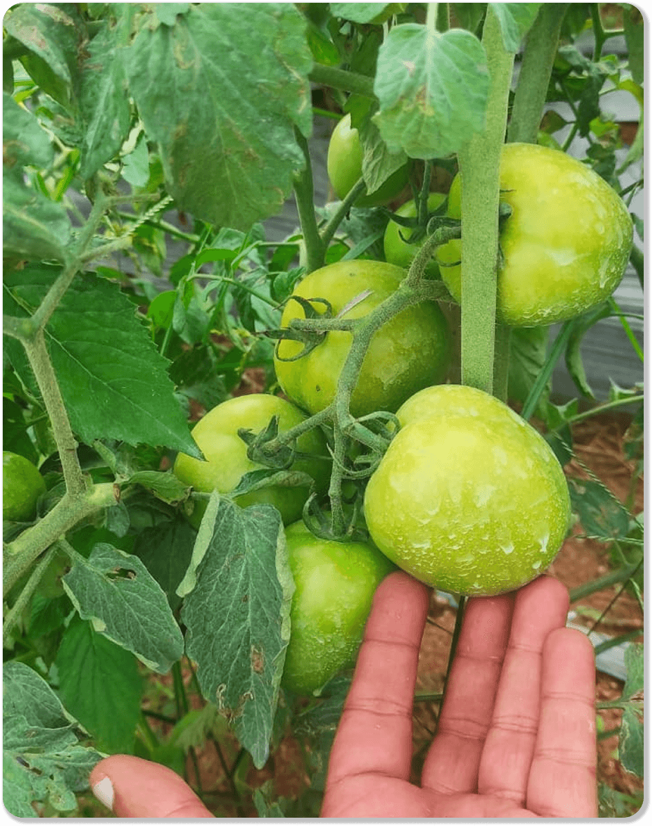 Grow image 3