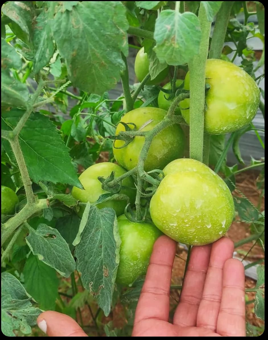 Grow image 3