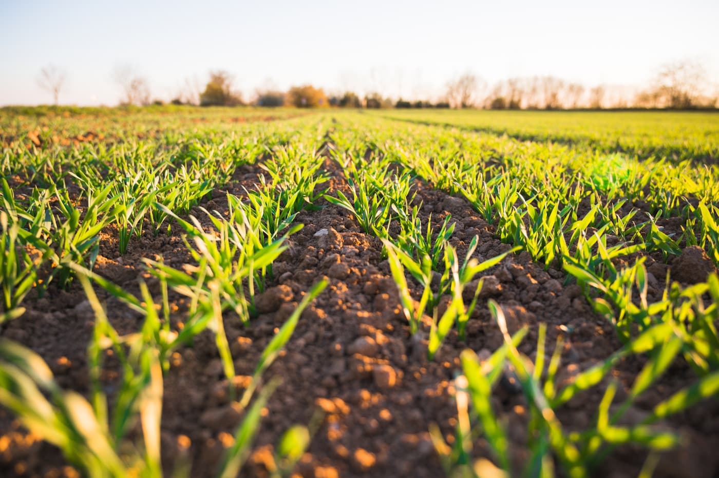 Understanding the Amazing Green Product Range: When to Use Each Product visual 2