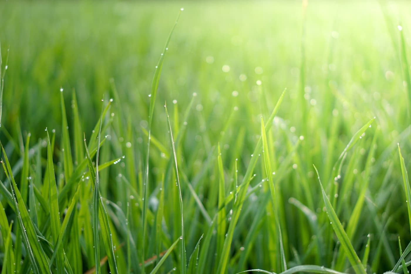 Understanding Plant Stress and Supporting Crop Resilience visual 2
